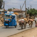 Blue tuk-tuk and donkeys on rural road.
